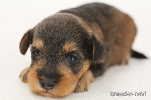 成約済の神奈川県のミックス犬-378608の4枚目